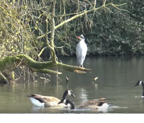 Kelsey Park - Heron Watch